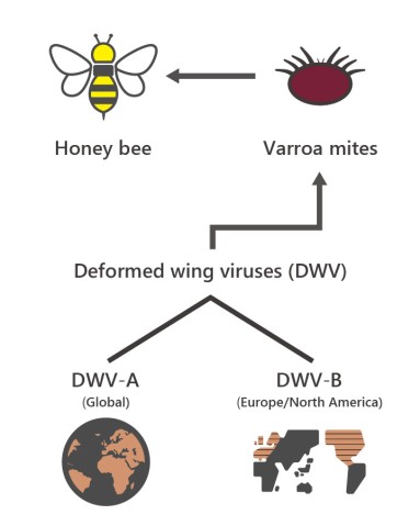 チヂレバネ奇形羽ウイルスは寄生中バロアダニを介してミツバチハチに感染し、翅の異常や神経機能に影響を与える