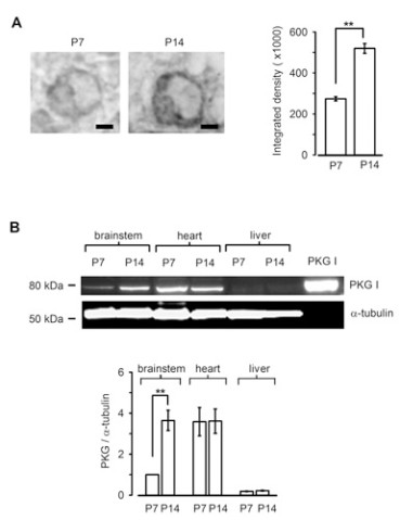 cmsfu FY2011 Annual Report9