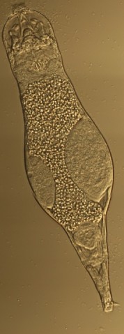 evolution FY2011 Annual Report Figure 1