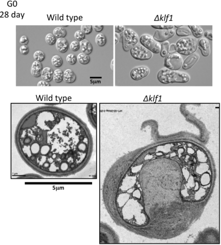 g0 FY2013 Annual Report Figure 3