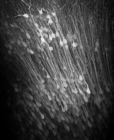 onu FY2013 Annual Report 3