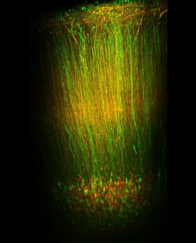 onu FY2017 Annual Report 4