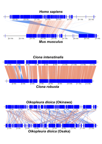 Ribbon charts comparing chromosomes across species