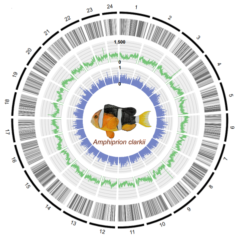 Chromosome-scale genome of the Clark's anemonefish