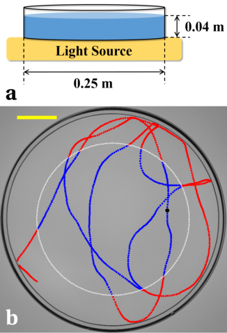 Experimental setup for tracking a camphor boat on an air-water interface.