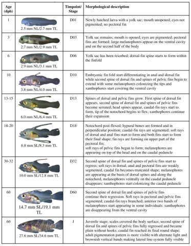 Physical descriptions of the larval and juvenile stages of the Malabar grouper