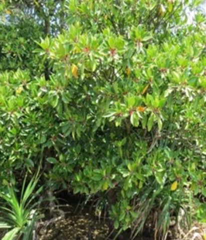 Mangrove_peu1