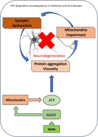 A diagram summarizing the main findings of the paper, showing how ATP regulates viscosity, and is in turn regulated by NMN.
