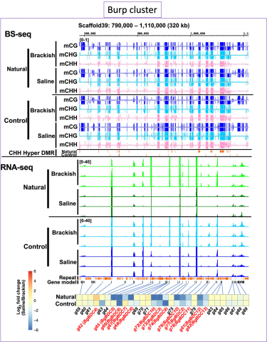 stg_Matin_research genome browser Burp