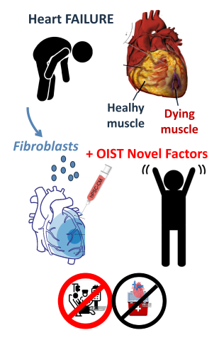POC project (86-Taoufiq): Cardiac remuscularization strategy