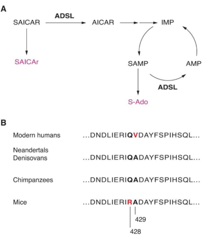 ADSLがプリン生合成で反応を触媒する位置と、種間でのアミノ酸配列の違いを示す概略図。