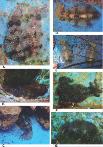 研究水槽内で単体および群れで観察された、沖縄のシロイカ（アオリイカ）の多様な色彩変化と擬態行動を示す写真の数々。