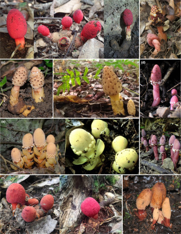 湿った土壌から顔をのぞかせるキノコ状の植物体の数々。黄色や茶色がかった白から鮮やかな赤や紫まで多彩な色合いをもつ。 