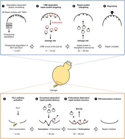 A scientific diagram, showing a yeast cell with a bud in the middle. Top panel shows various getting recruited, moving away from the edge of the membrane and down towards the bottom panel, where they are involved in various repair processes.