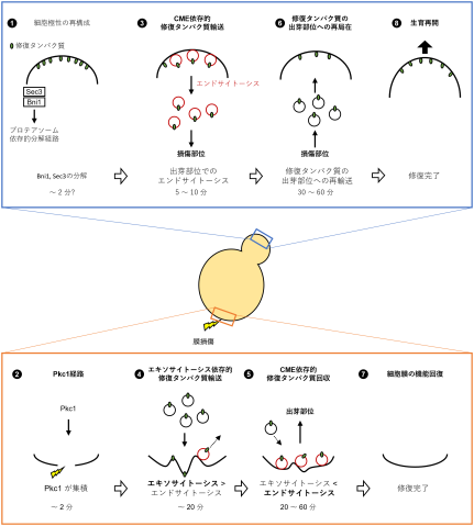 中央に芽を持つ酵母細胞を示す図。上段の囲いでは、タンパク質が膜の縁から離れ、下段パネルへ移動して、修復プロセスに関与している様子を示している。