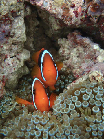 サンゴイソギンチャクと色とりどりのサンゴの間から、目の後ろに太い白い縦帯模様を持つ鮮やかなオレンジ色の魚が2匹、顔をのぞかせている。
