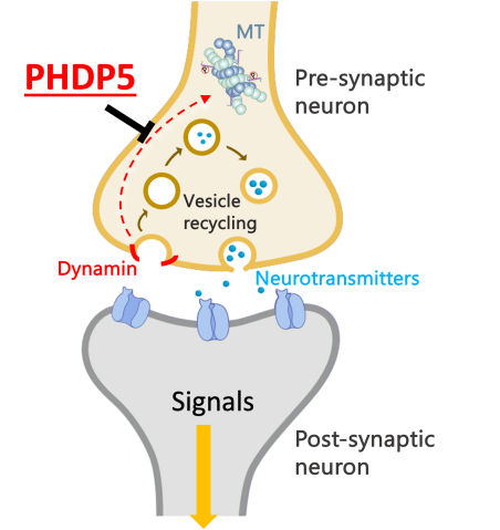 POC project (85-Chang):  PHDP5 can inhibit the MT-dynamin interaction