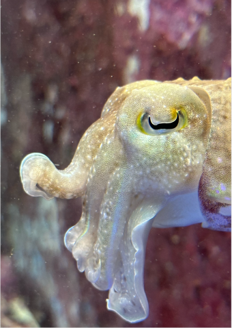 Cuttlefish face