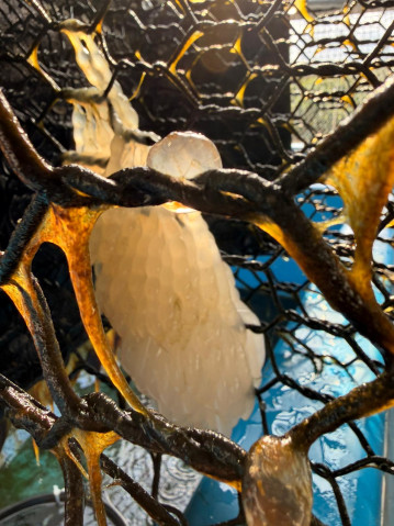 POC Project (88 - Macussi): Figure 1