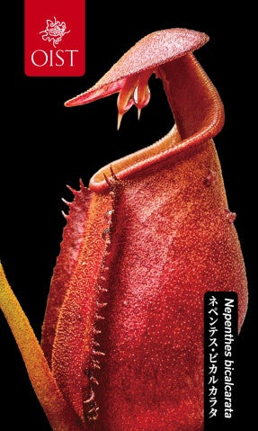 a red sac-like object