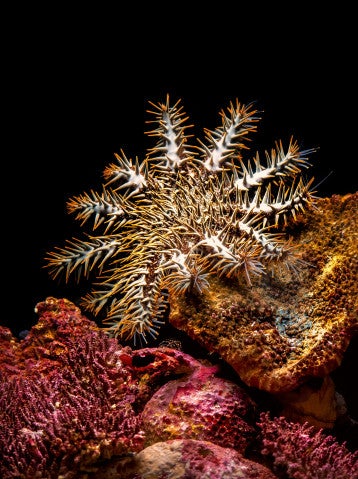 CoTS starfish pictured in center, with dark background and pink rocks in foreground.
