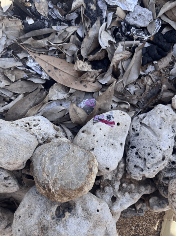 Photo of a coral rock with a distinct purple plastic blob.