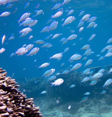 サンゴ礁と青い海を泳ぐデバスズメダイの群れの写真。