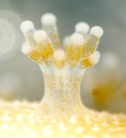 Coral polyps with Symbiodinium (brown)