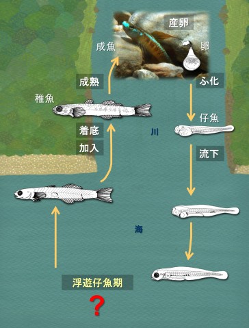 沖縄の川に住む魚の多くは、孵化してしばらくの間、海で成長する。この仔魚期の間に海流に運ばれ、遠くへ分散する機会を持つと推測されるが、海で過ごす仔魚の生態はほとんど未解明である。