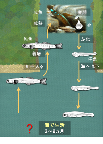 Life cycle of sicydiine goby