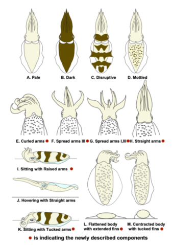 異なる色彩構成と姿勢のイカの図解を含む、さまざまな擬態要素の概略図。