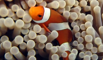 clownfish header image