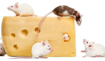 山本 雅教授、第25回比較腫瘍学常陸宮賞を受賞 | 沖縄科学技術大学院
