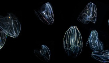 Into the brain of comb jellies: scientists explore the evolution of neurons