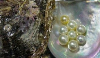 ゲノムの多様性が真珠貝を病気から守る 