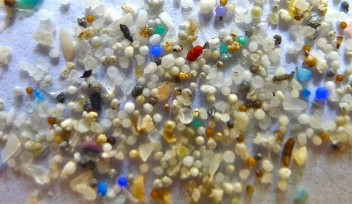沖縄の海洋生物の体内から検出されるマイクロプラスチックを調査