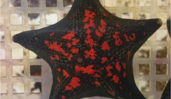 A starfish, also known by the scientific name Patiria pectinifera 