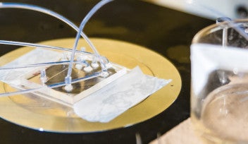 Seaweed Capsules May Lead to an Injection-Free Life for Diabetic Patients