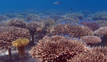 Coral Farming to Help Restore Dying Reefs