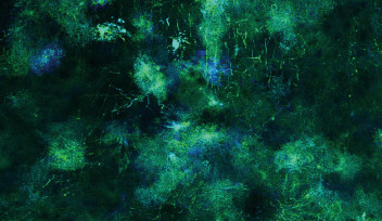 Astrocytes in Sensorimotor Cortex 