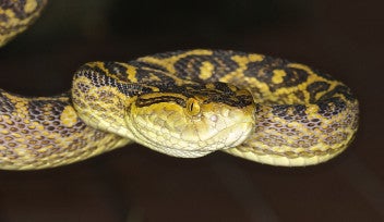 Snake-header