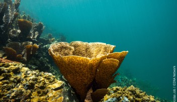 Palau coral reef image