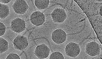 バクテリオファージ DT57C の電子顕微鏡写真  