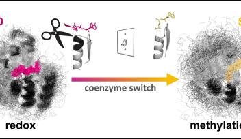 cofactor switch between two ancient coenzymes