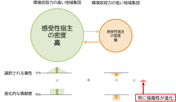 図 3 局所環境の不均一性が未感染宿主の不均一性を生み、各地域集団で選択される毒性と進化的貢献度に偏りが生じることで強毒性が常に進化する。