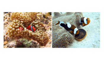 Anemonefish and their sea anemone hosts in Okinawa
