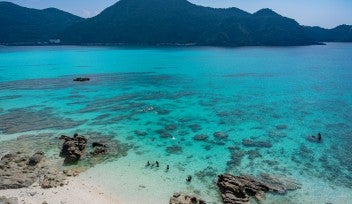 サンゴプロジェクト | 沖縄科学技術大学院大学（OIST）