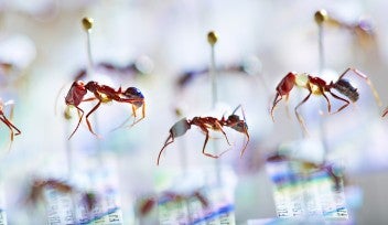 世界のアリの多様性を3Dで再構築 | 沖縄科学技術大学院大学（OIST）