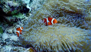 Anemonefish and sea anemone