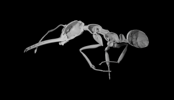 X線断層撮影法による働きアリ（Myrmoteras sp.）の外骨格の3D再構築。